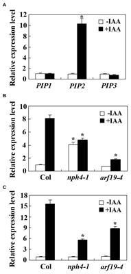 PIP2, An Auxin Induced Plant Peptide Hormone Regulates Root and Hypocotyl Elongation in Arabidopsis